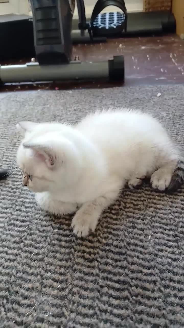 British Shorthair cats for sale: Bsh X Scotish stright kitten colorpoint-girl. - Video 3