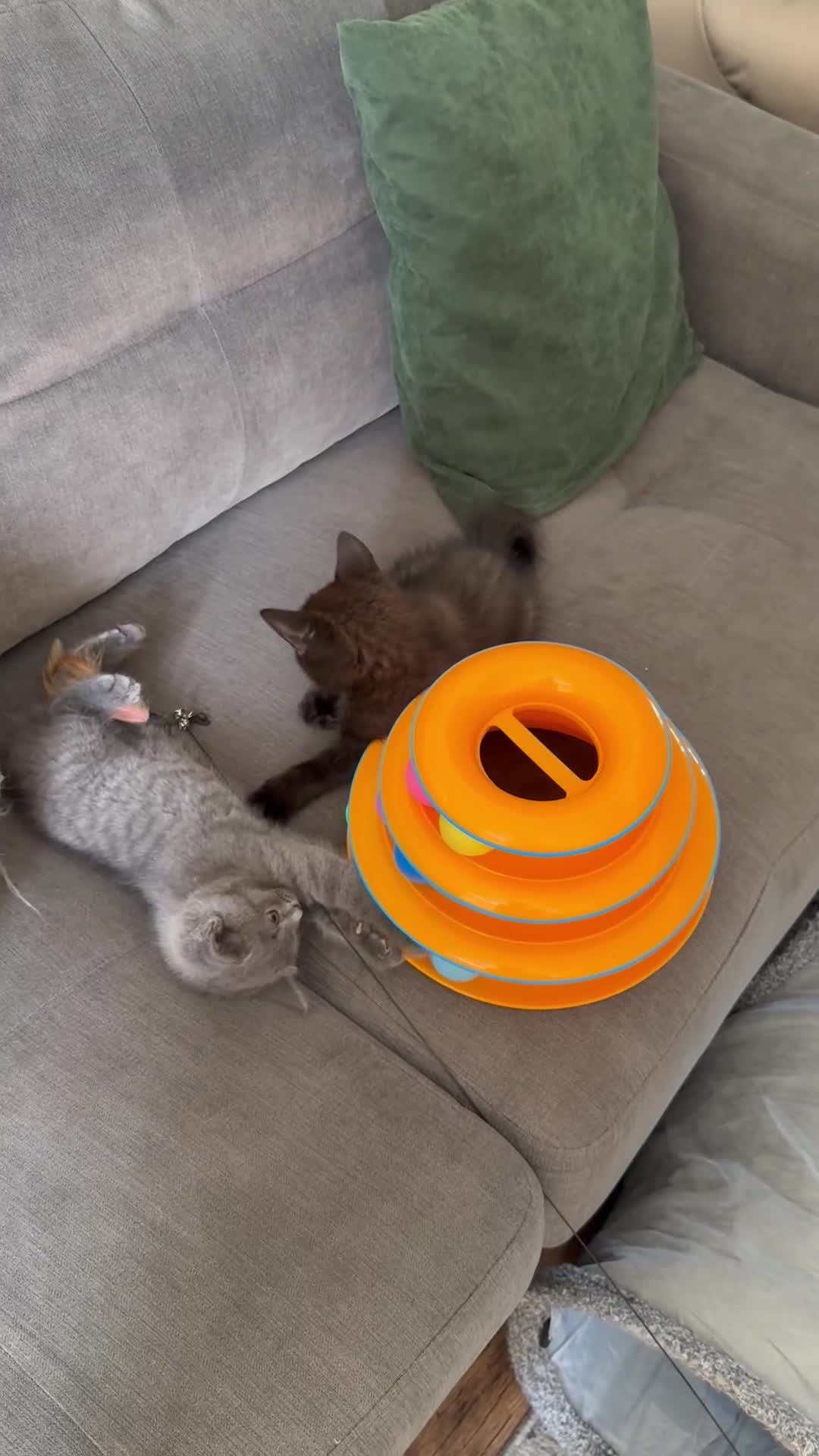 Mixed Breed cats for sale: Mixed breed BritishShorthair in Borehamwood - Video 2