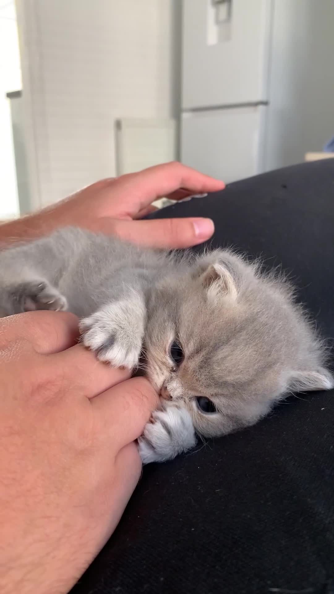 British Shorthair cats for sale: 💕Pedigree GCCF blue golden British shorthair - Video 3