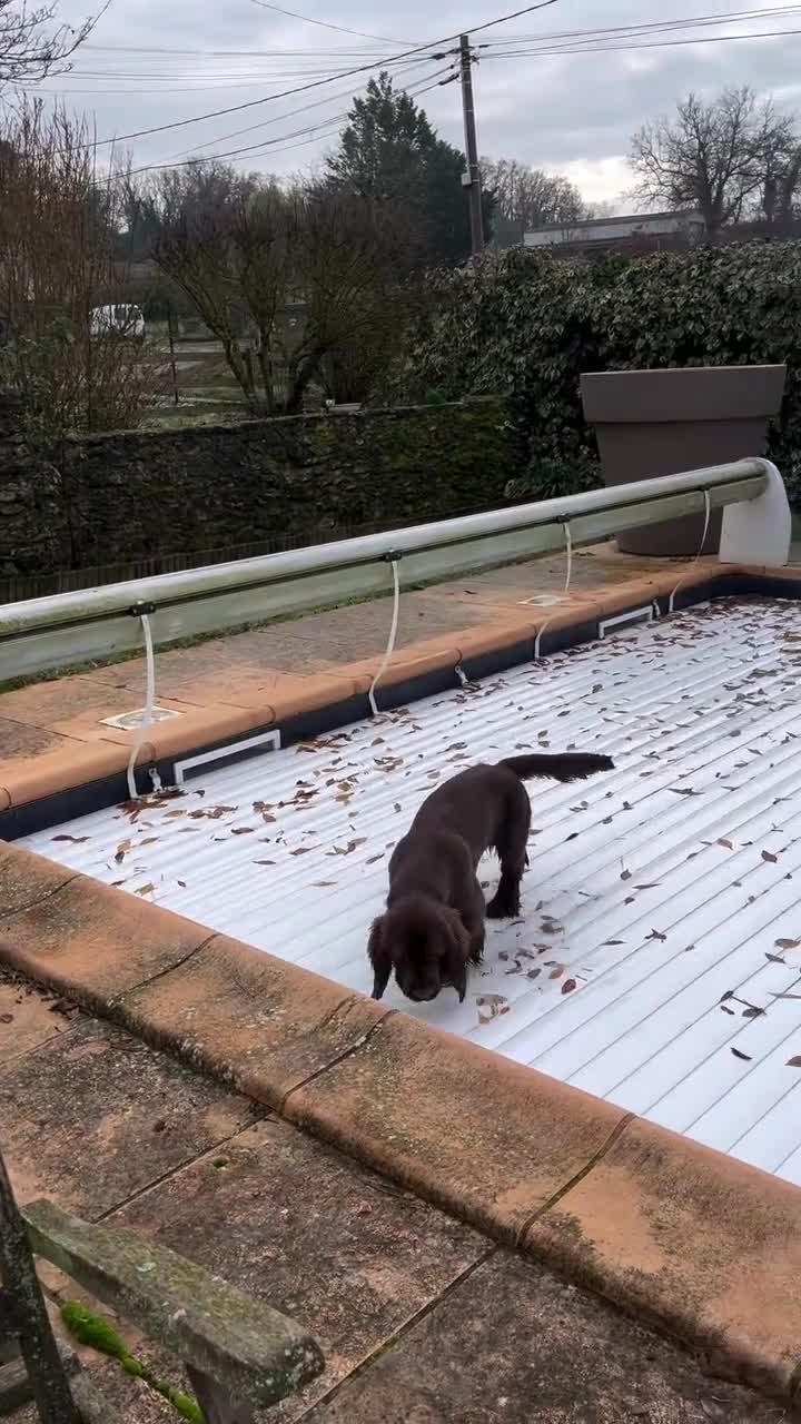 Sussex Spaniel dogs for sale: Sussex Spaniel Puppies Ready  in Pwllheli - Video 1