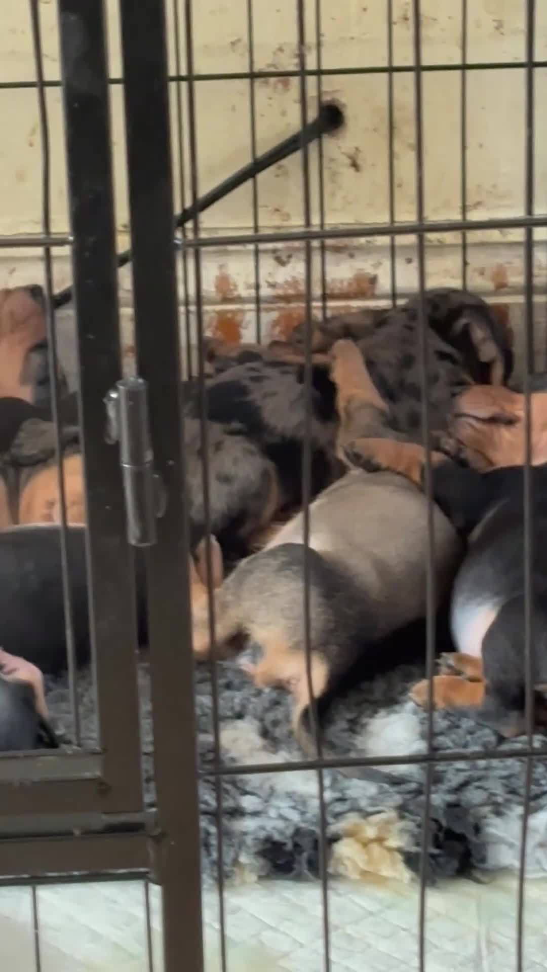 Dachshund dogs for sale: Stunning Miniature Dachshund Pups - Video 1