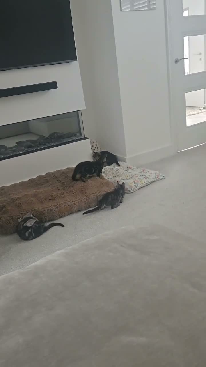Maine Coon cats for sale: Maine coon cross kittens - Video 1