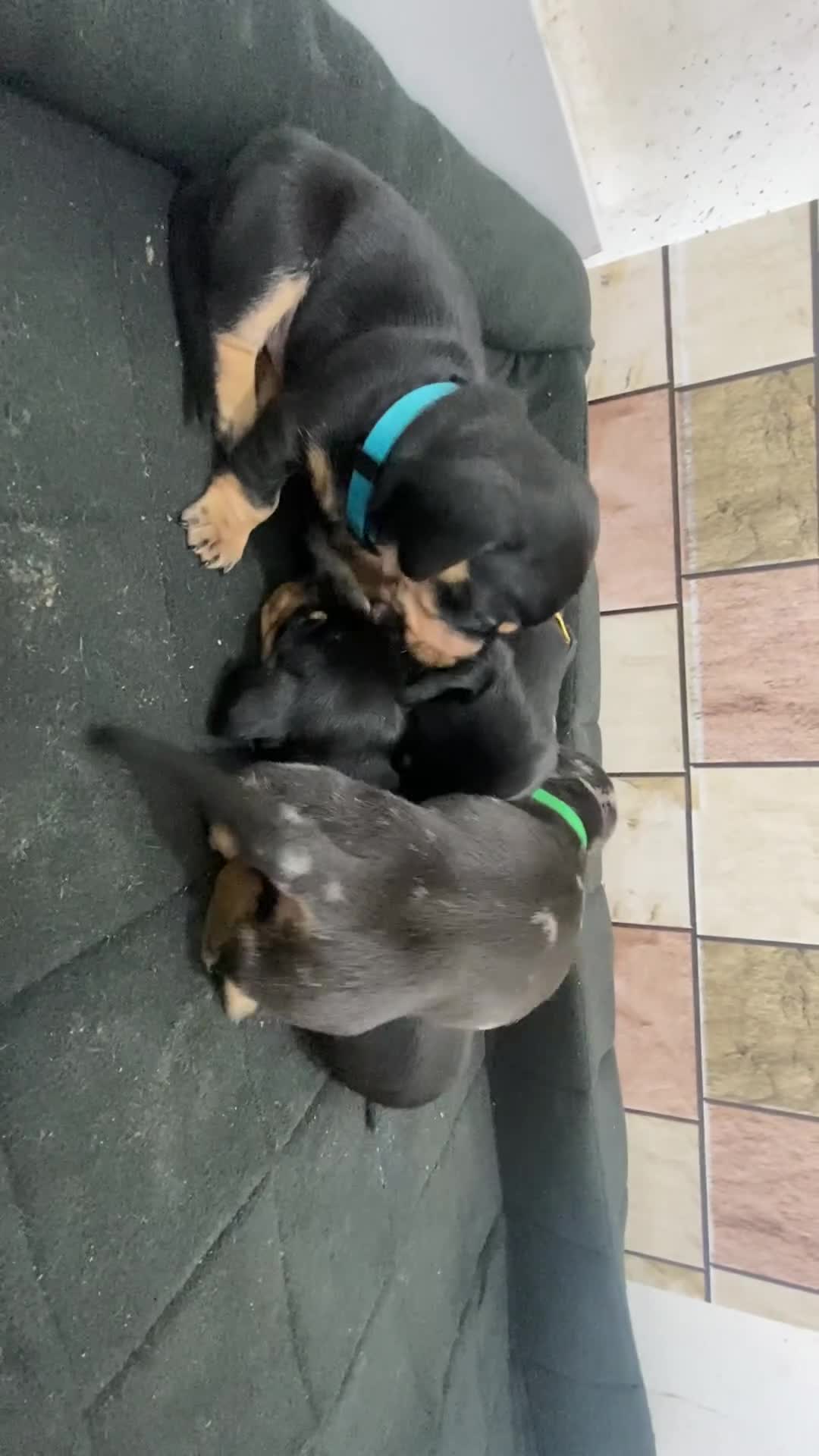 Dachshund dogs for sale: Dachshund pups 3 boys left  in Bootle - Video 2