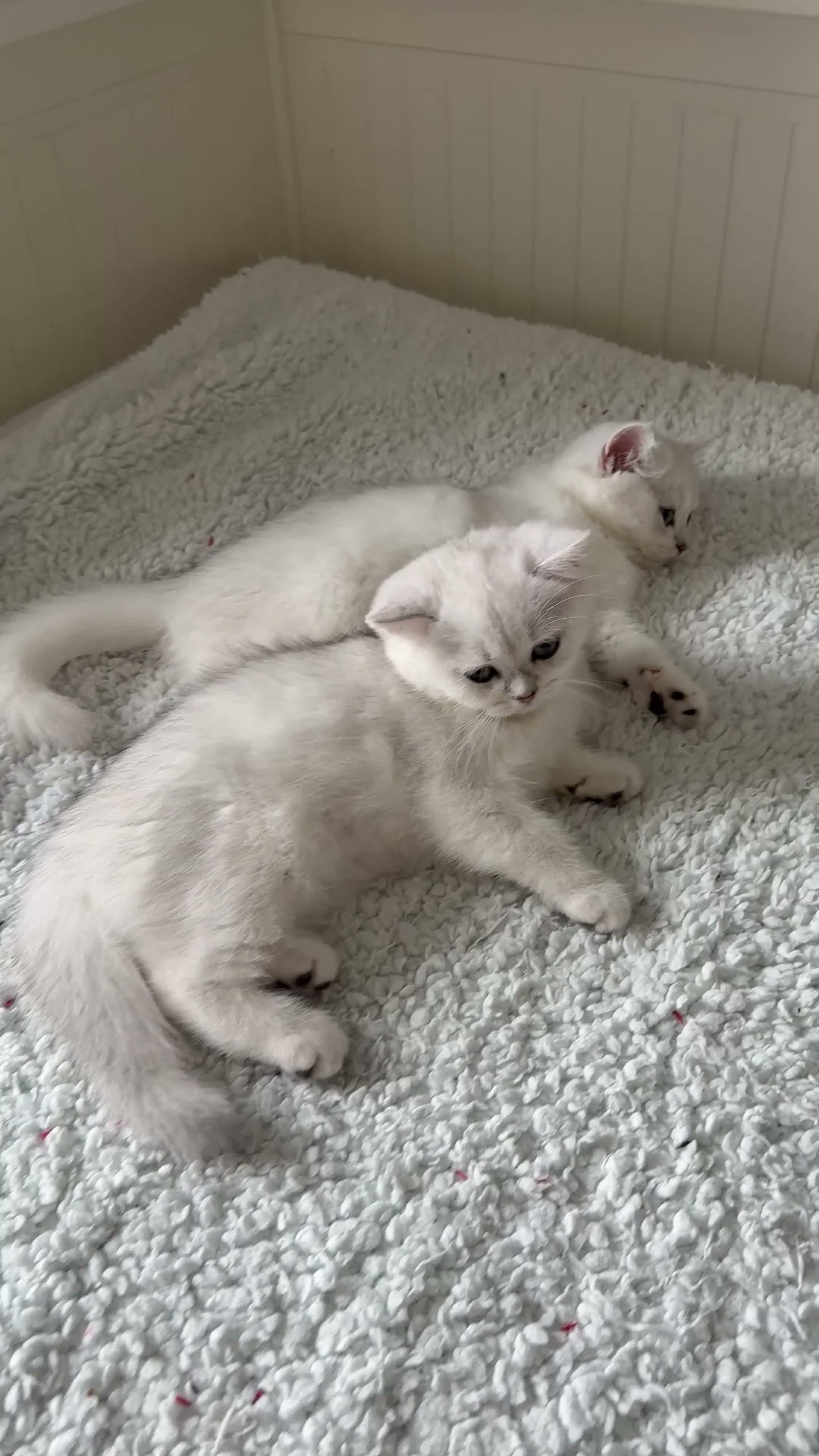 British Shorthair cats for sale: Exceptional Pedigree Silver British shorthairs 🩶 - Video 1