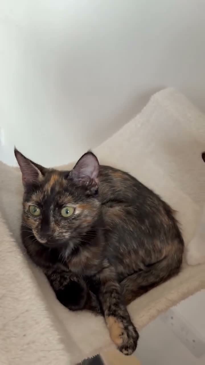 Turkish Angora cats for sale: Ready to leave 1 girl left £120 - Video 1