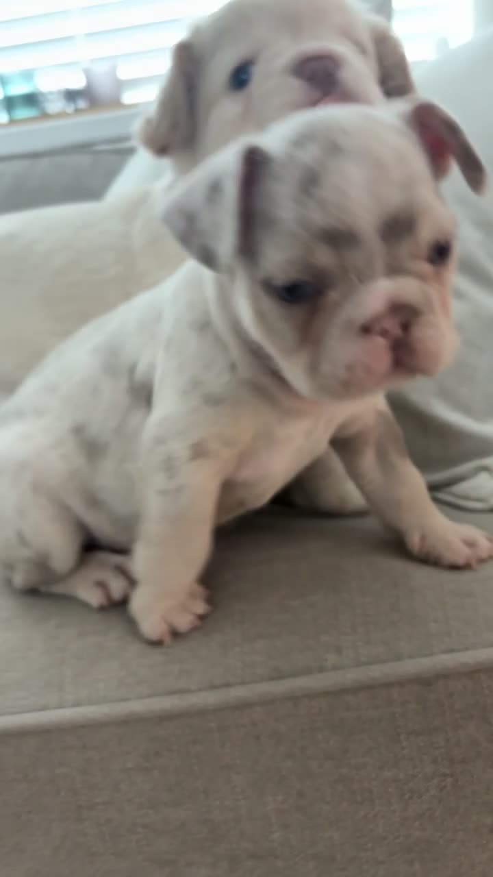 French Bulldog dogs for sale: 3 French bulldog puppies  - Video 1