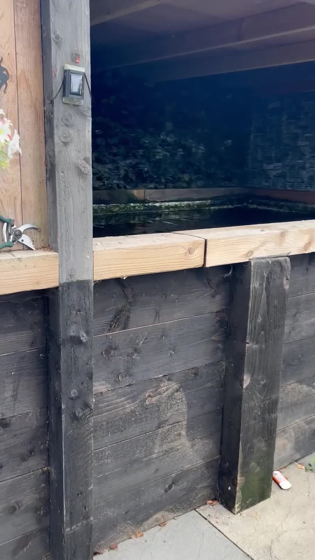Koi Carp fish for sale: Fish pond plus fish  in Swadlincote - Video 2