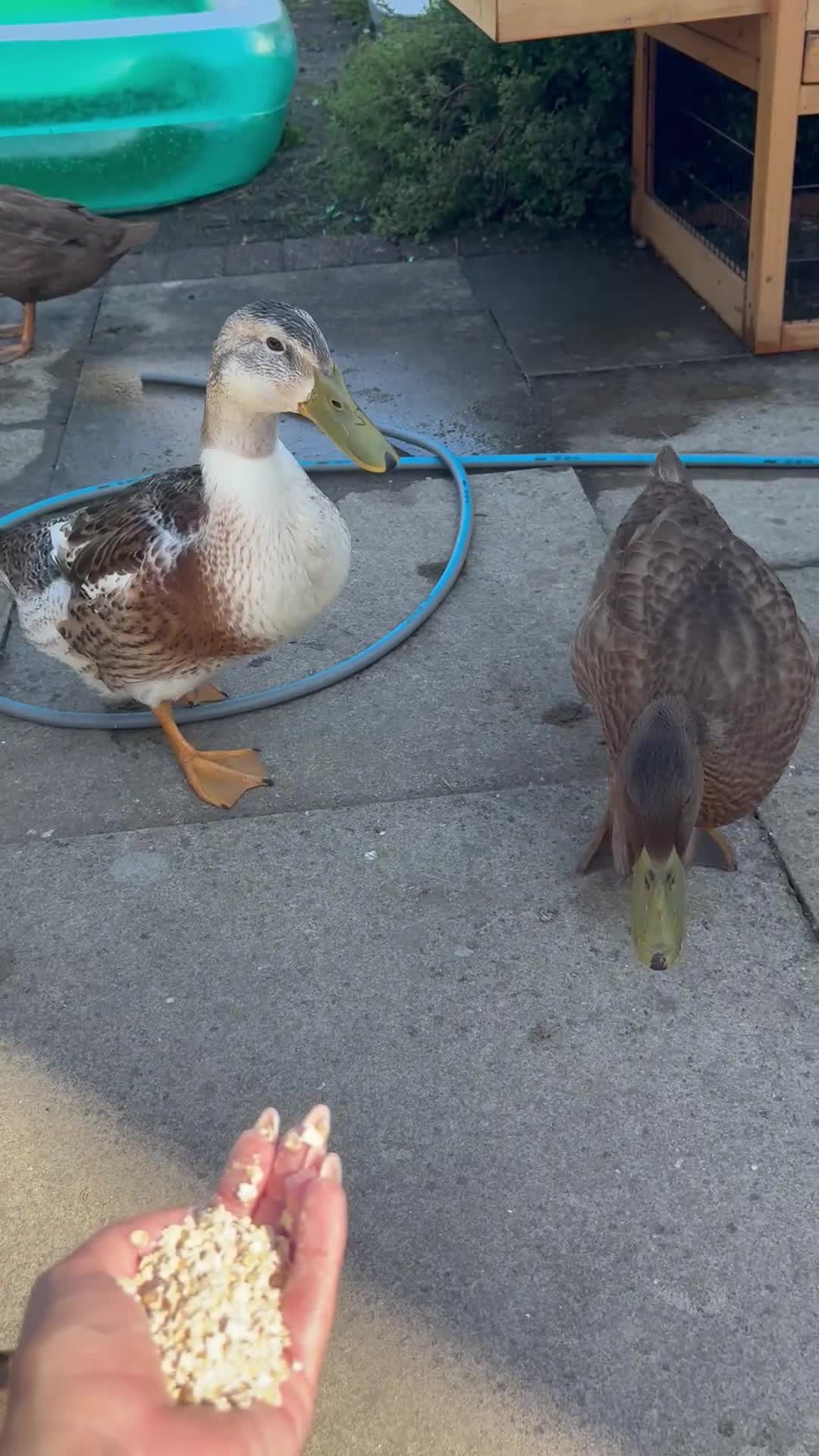 Ducks poultry for sale: 2 x Indian runner ducks  - Video 2