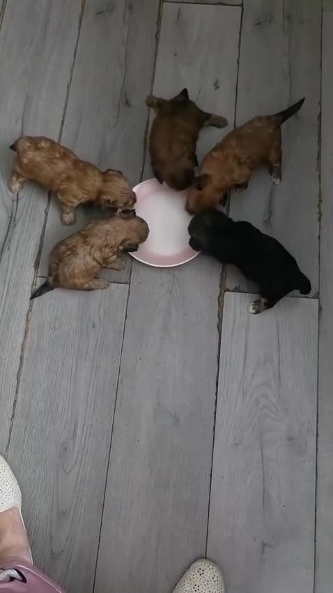Morkie dogs for sale: Morkie - Video 1