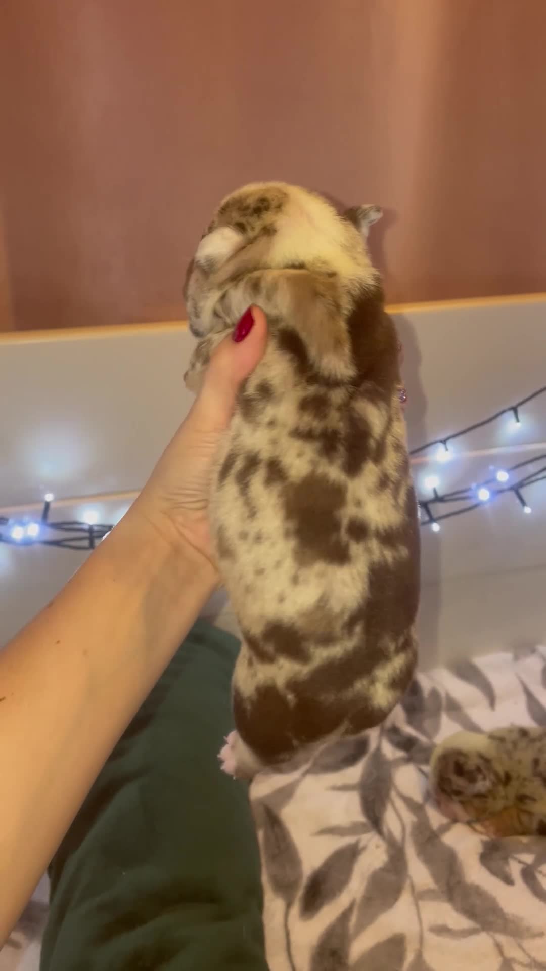 English Bulldog dogs for sale: ⭐️🐾 6 Beautiful English Bulldog 🐾⭐️ - Video 2