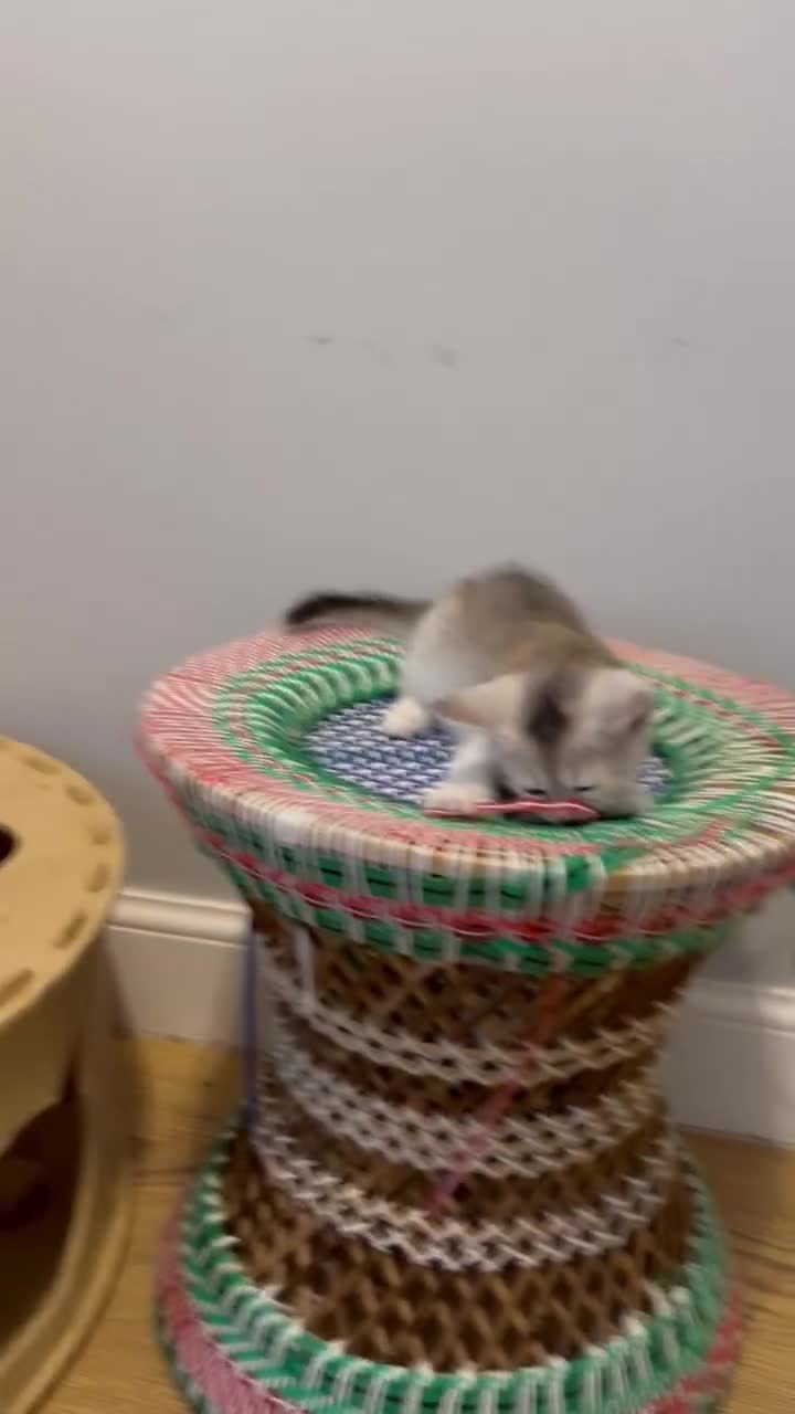 Abyssinian cats for sale: Silver Abyssinian kittens  - Video 2