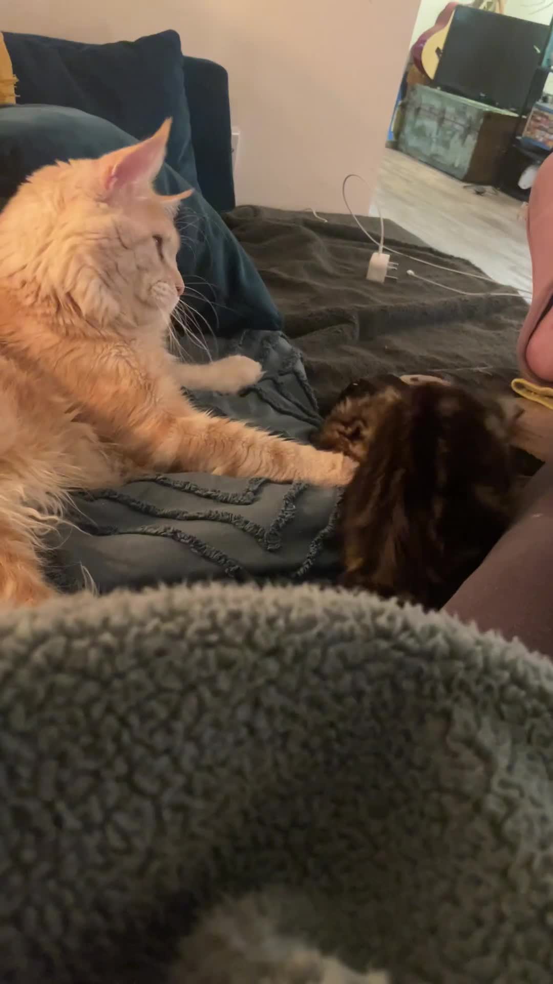 Maine Coon cats for stud: Cream TICA registered maine coon for stud  - Video 1