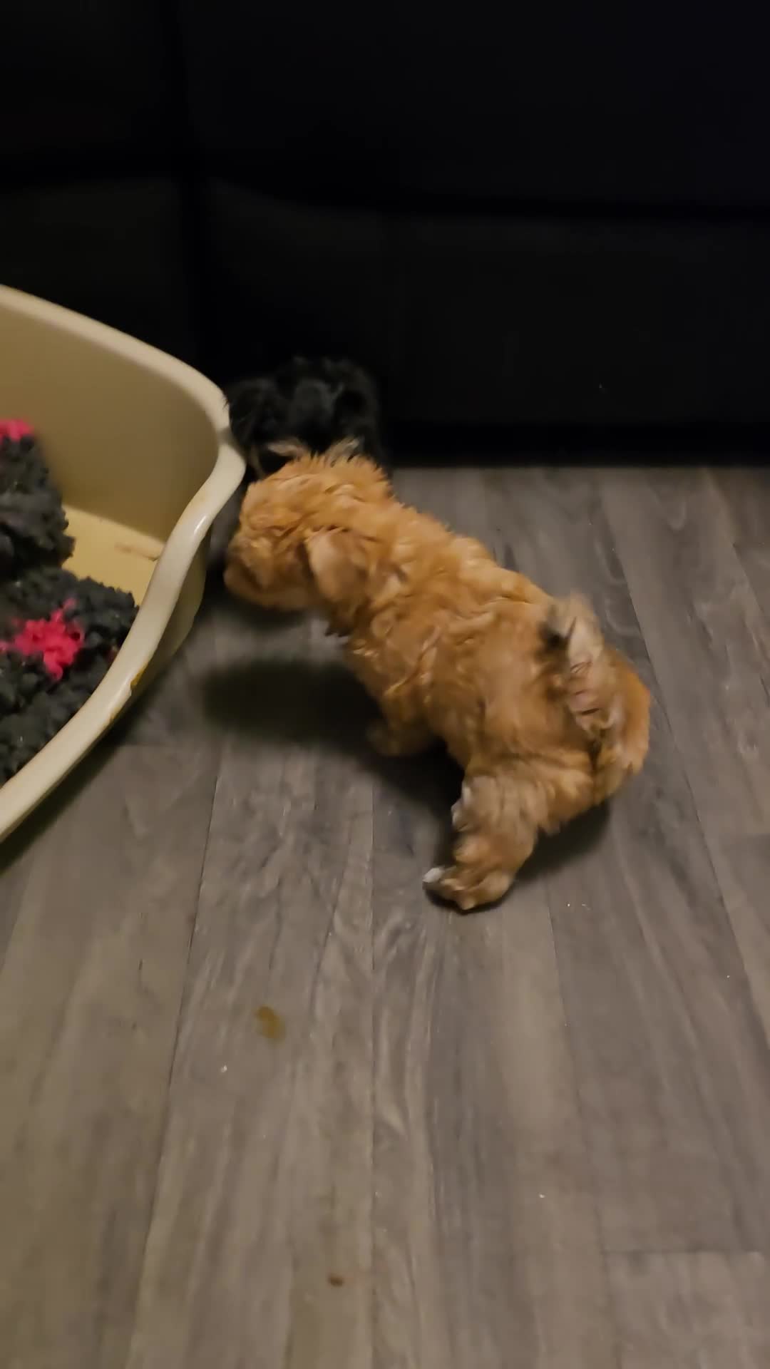 Morkie dogs for sale: Morkie puppies for sale - Video 2