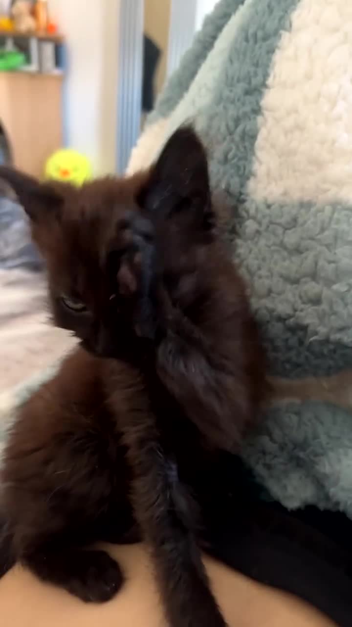 Russian Blue cats for sale: 1 kitten available  in Leicester - Video 1