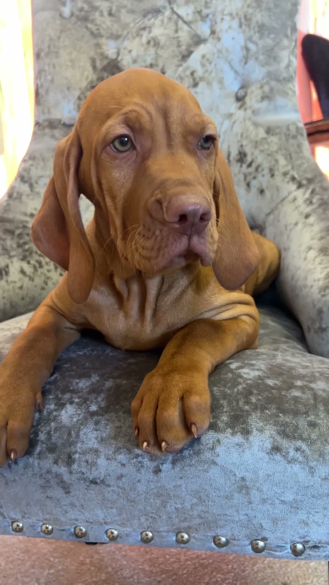 Hungarian Vizsla dogs for sale: EXCEPTIONAL HUNGARIAN VIZSLA PUPPIES - Video 1