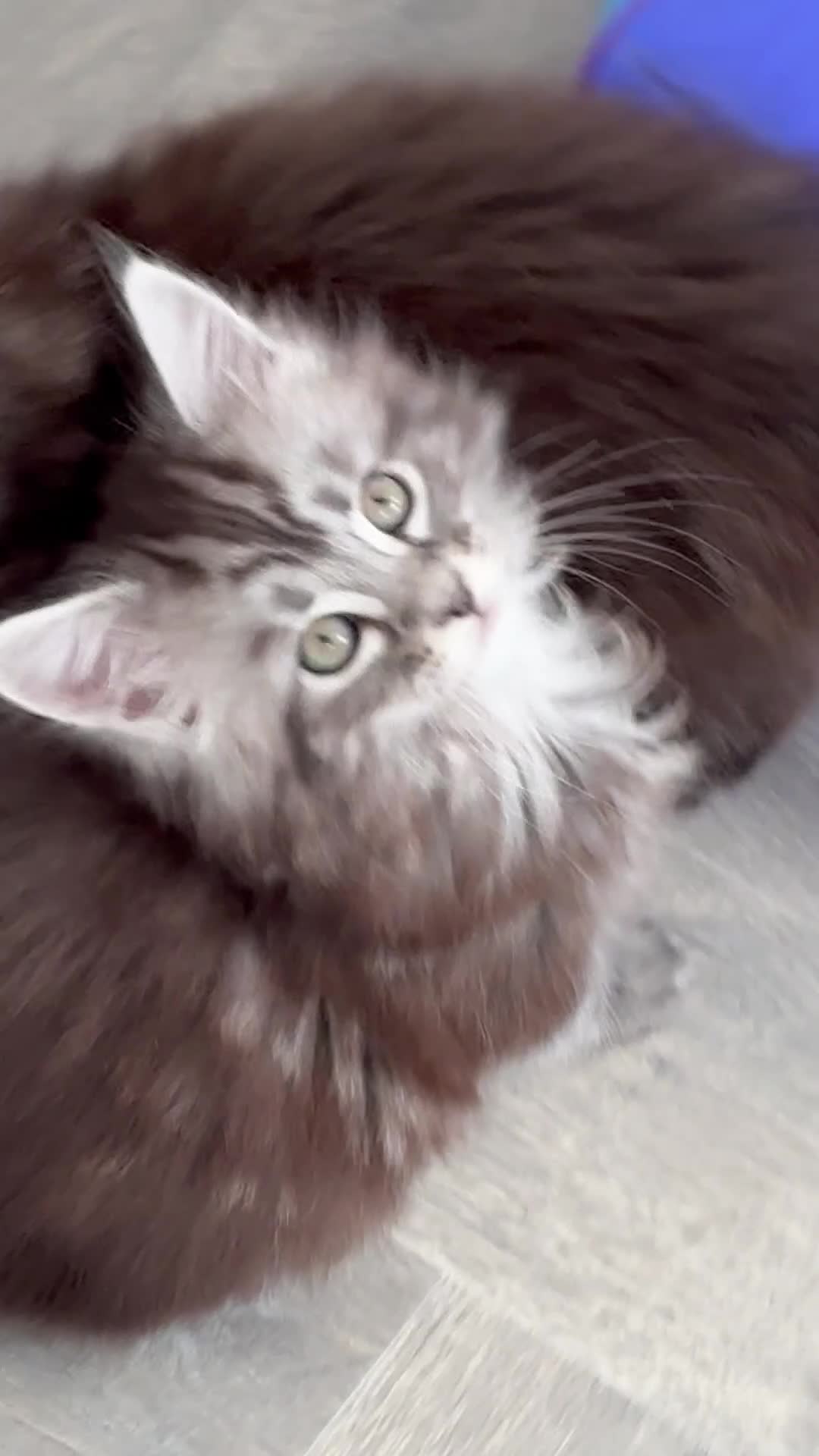 Maine Coon cats for sale: Gorgeous kittens  - Video 3