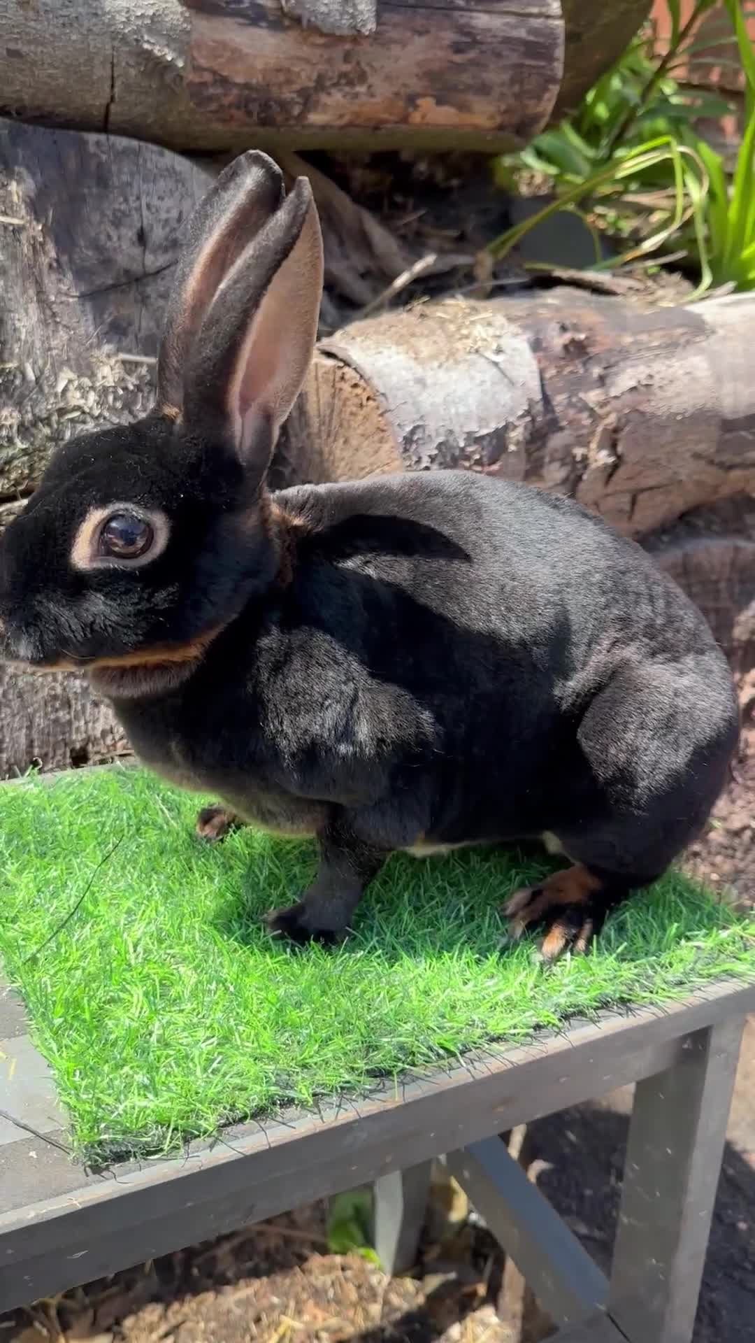 Rex rabbits for sale: Various Mini Rex  - Video 2