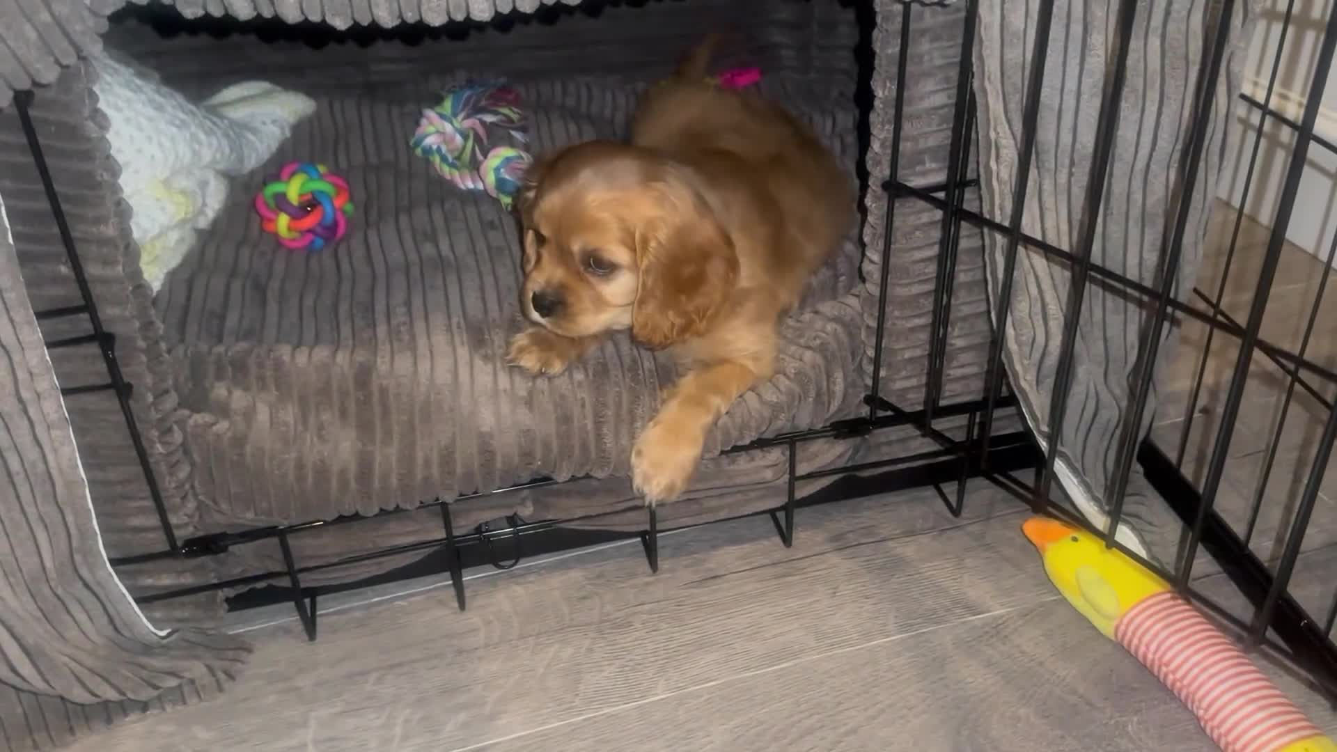 Cavachon dogs for sale: Adorable Cavachon F1B puppy  - Video 1