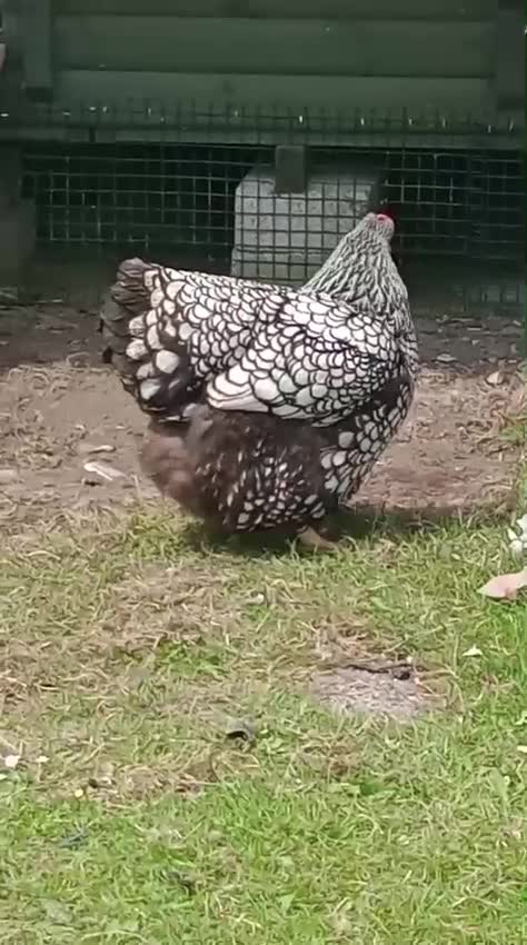 Chickens poultry for sale: Wyandotte pulleys  - Video 2