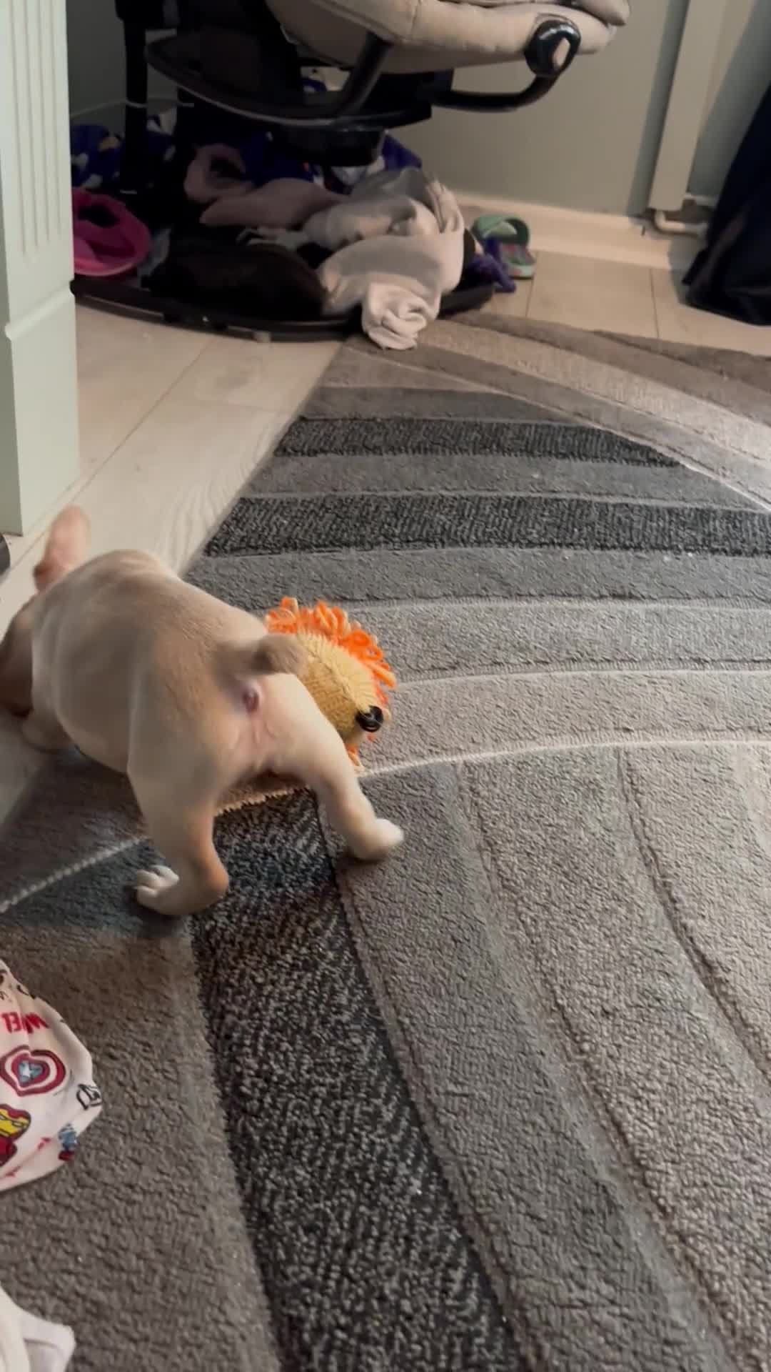 French Bulldog dogs for sale: White French bulldogs puppies  - Video 2