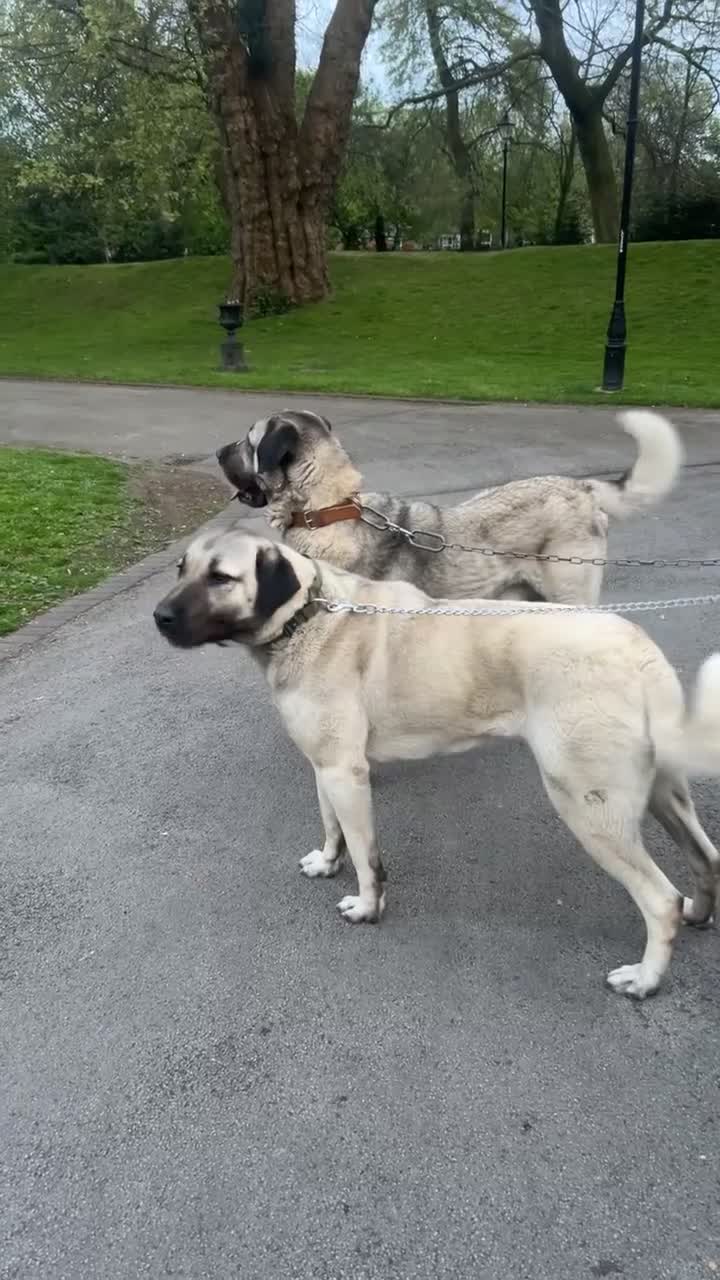 Turkish Kangal dogs for sale: 12 Pure Turkish Kangal puppies  - Video 2