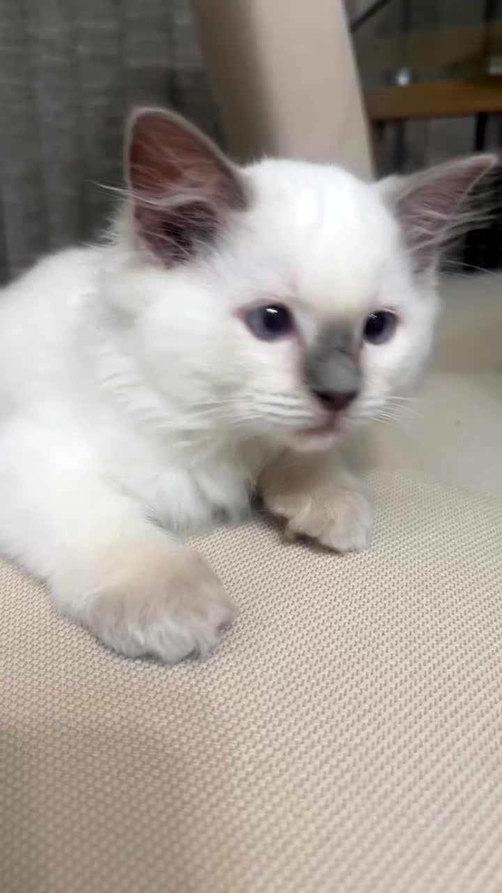 Ragdoll cats for sale: 🌸 Stunning Female Ragdoll Kitten –14 Weeks Old 🌸 - Video 1