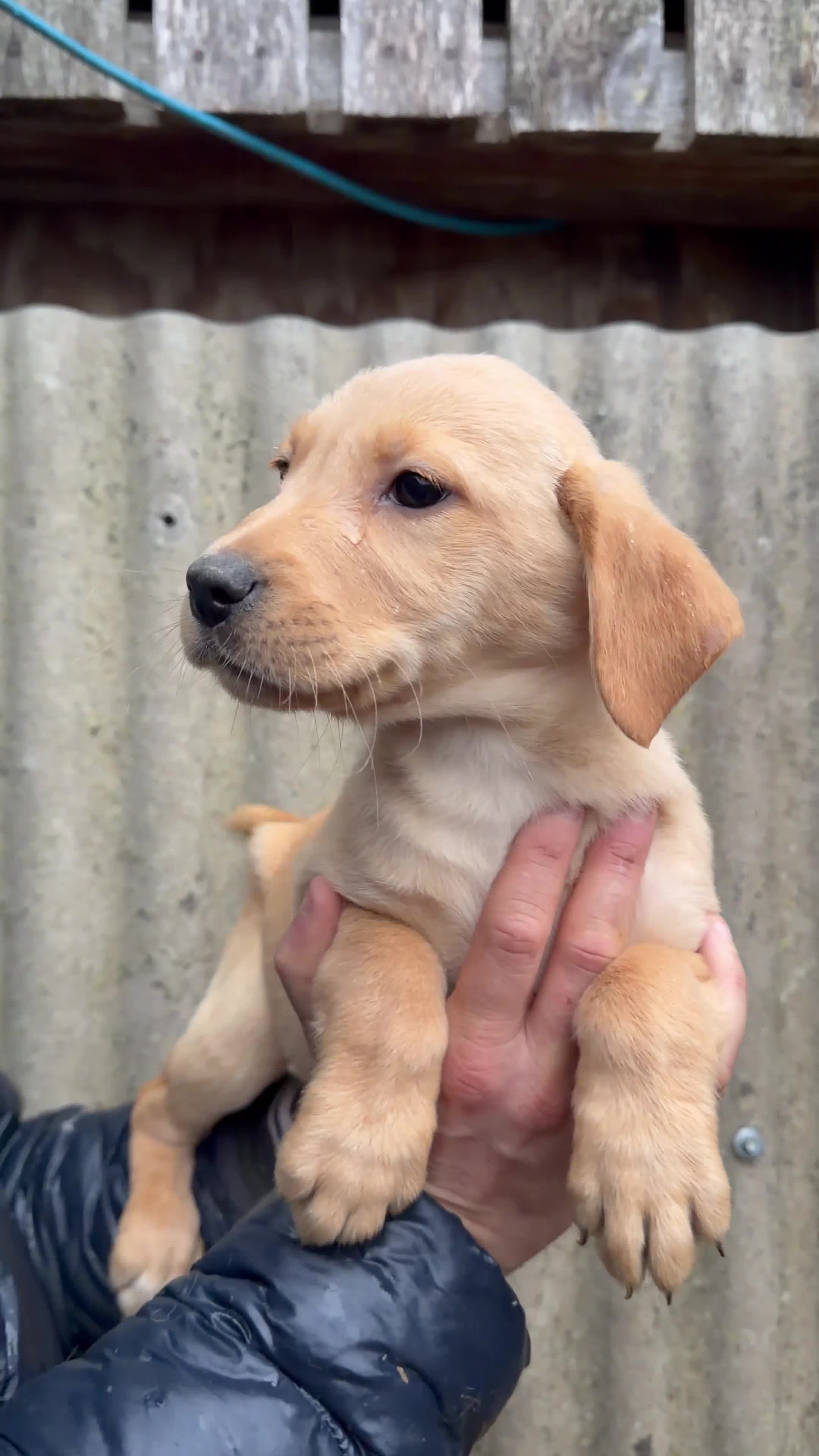 Labrador Retriever dogs for sale: Yellow Labrador’s  - Video 2