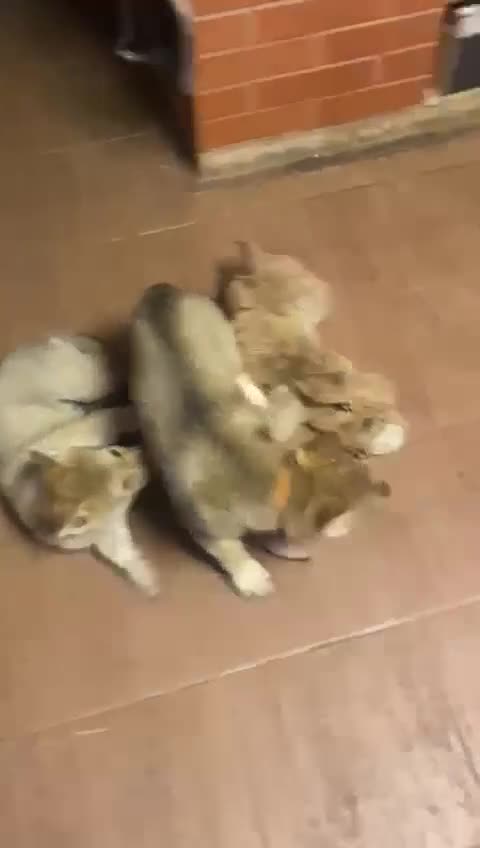 Saarloos Wolfdog dogs for sale: Czechoslovakian Wolfdog Puppies  - Video 3