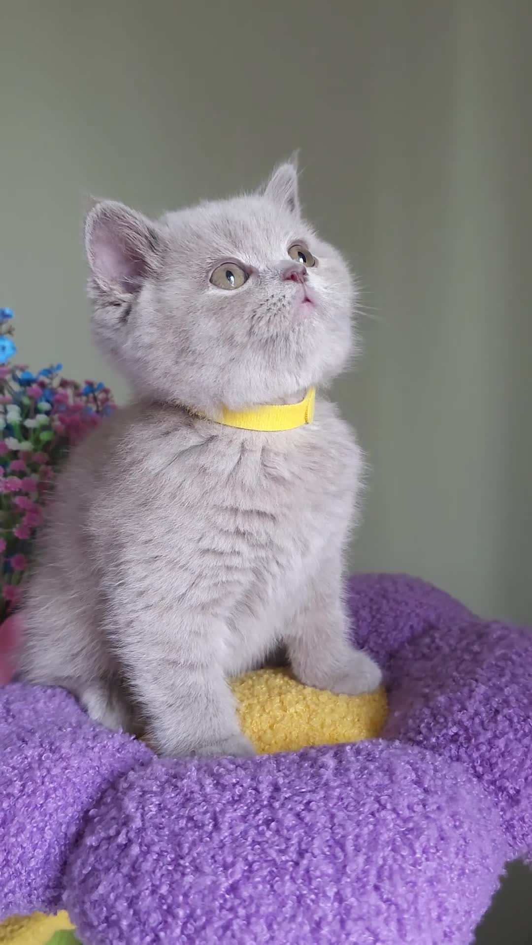 British Shorthair cats for sale: READY NOW🚗FREE DELIVERY  - Video 2