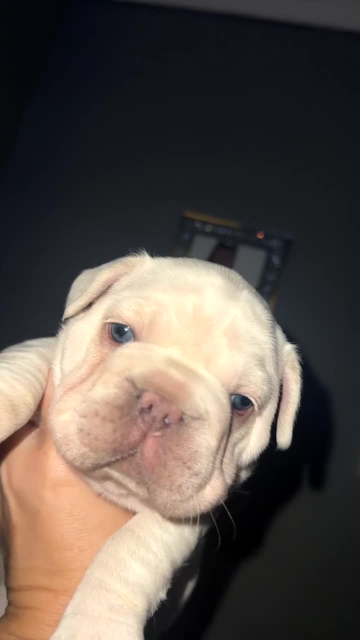 French Bulldog dogs for sale: Platinum  **  French bulldog female  - Video 1