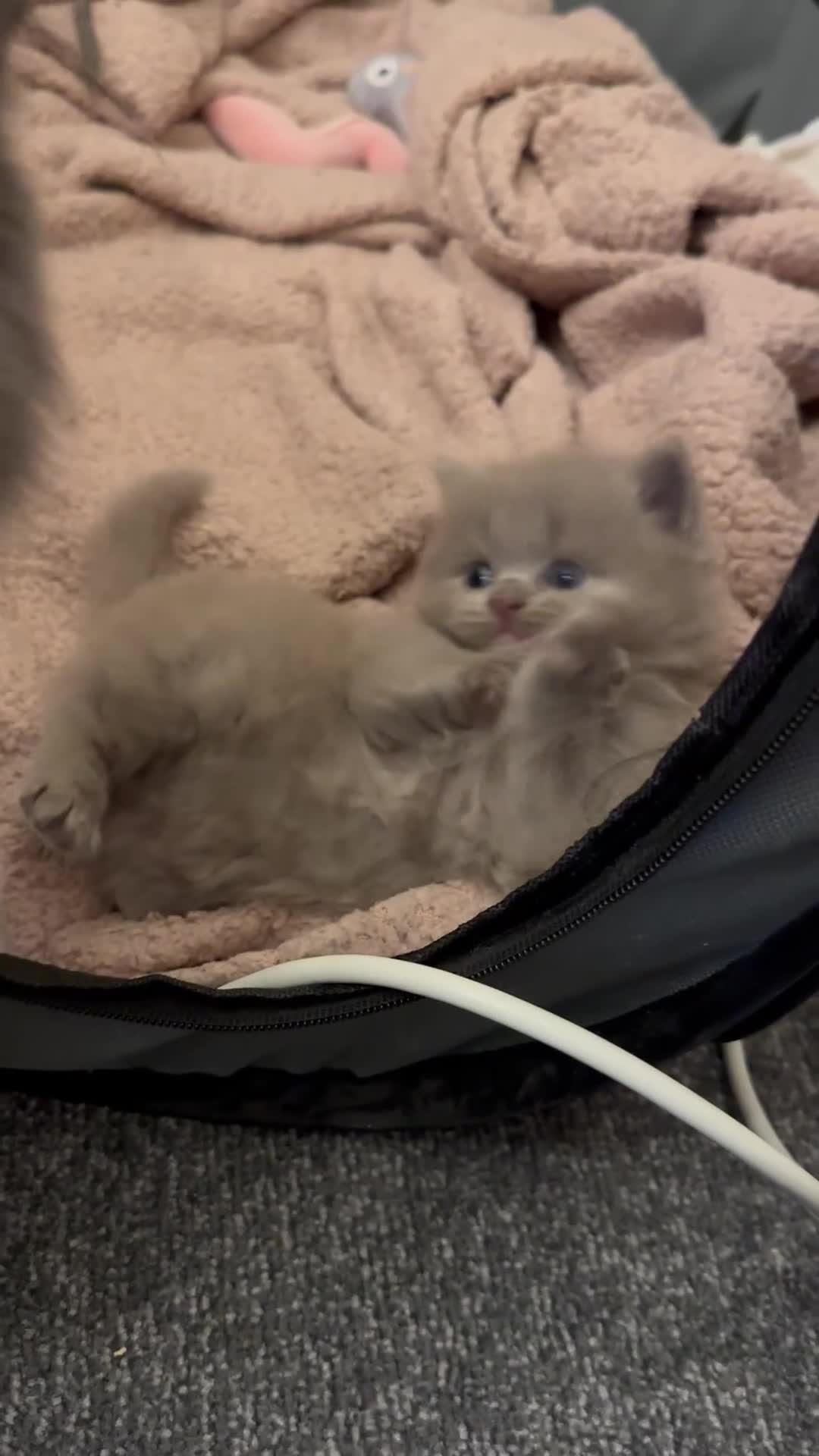 British Longhair cats for sale: 💜🩵 BRITISH LONG HAIR KITTENS 🩵💜 - Video 2