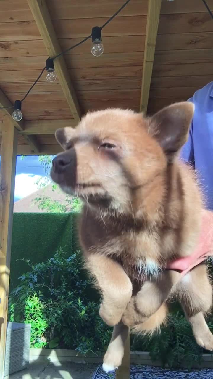 Pomsky dogs for sale: Four gorgeous pomskys - Video 2