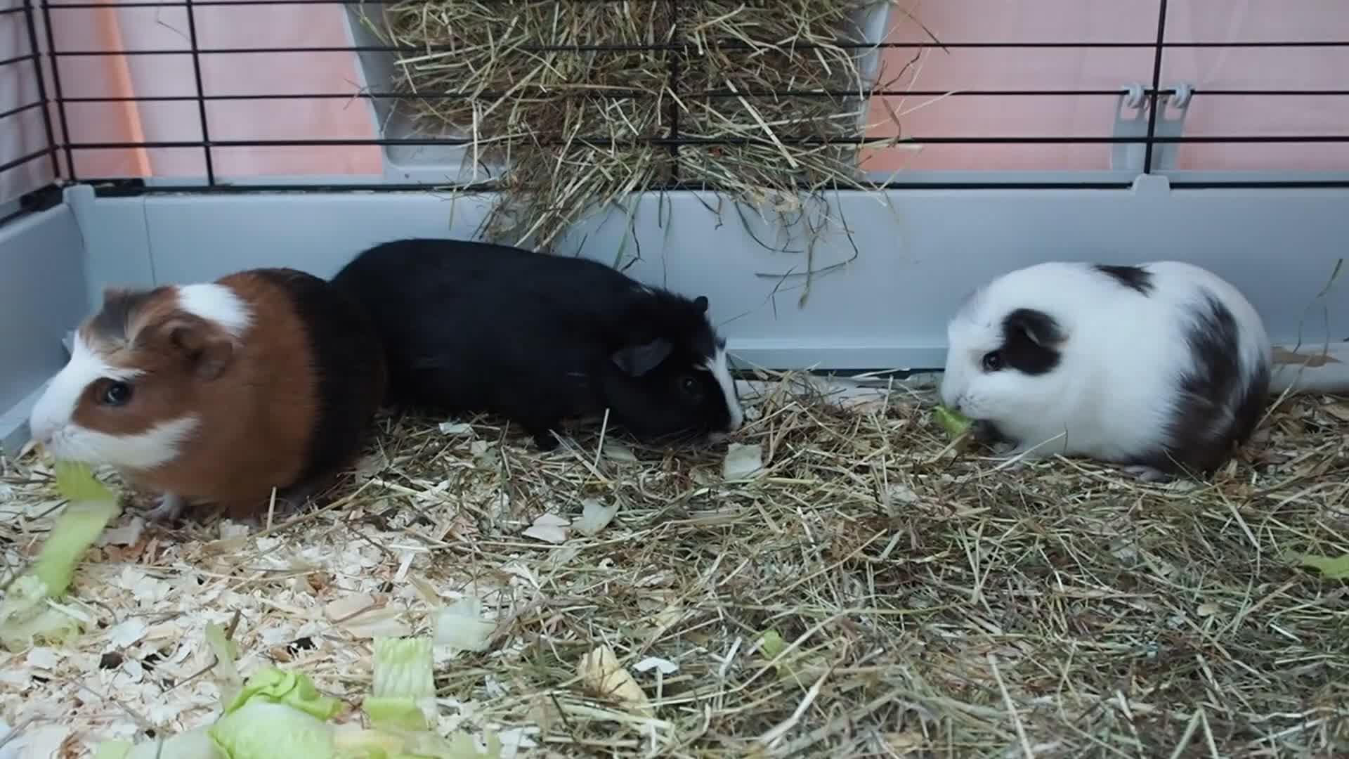 Guinea Pig rodents for sale: 3 Male Guinea Pigs - ready soon - Video 1