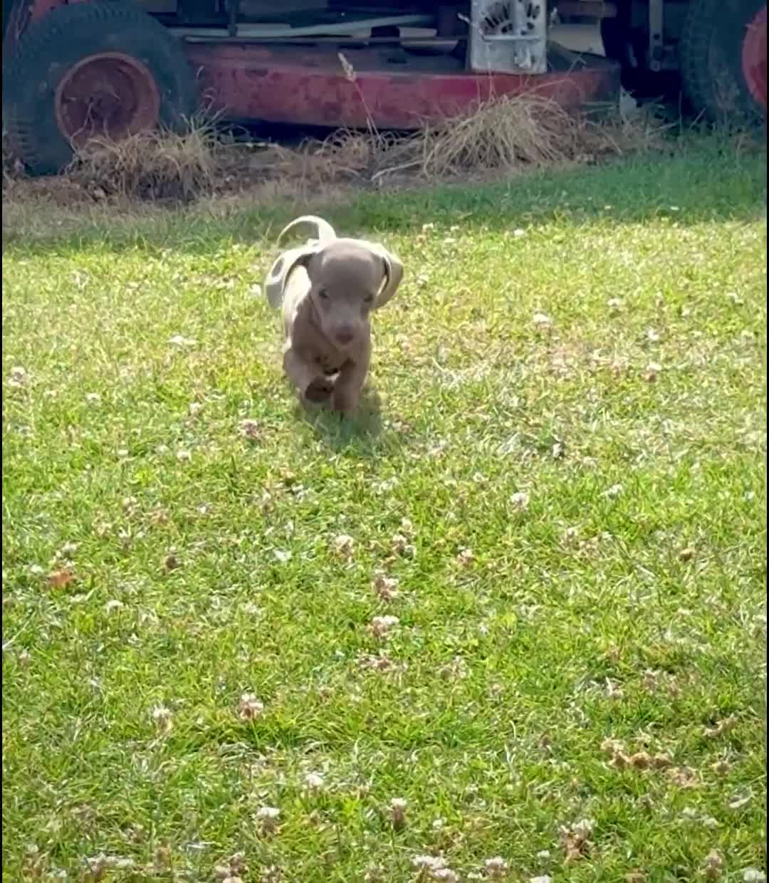 Miniature Dachshund dogs for sale: Outstanding Litter of Miniature dachshund puppies  - Video 1