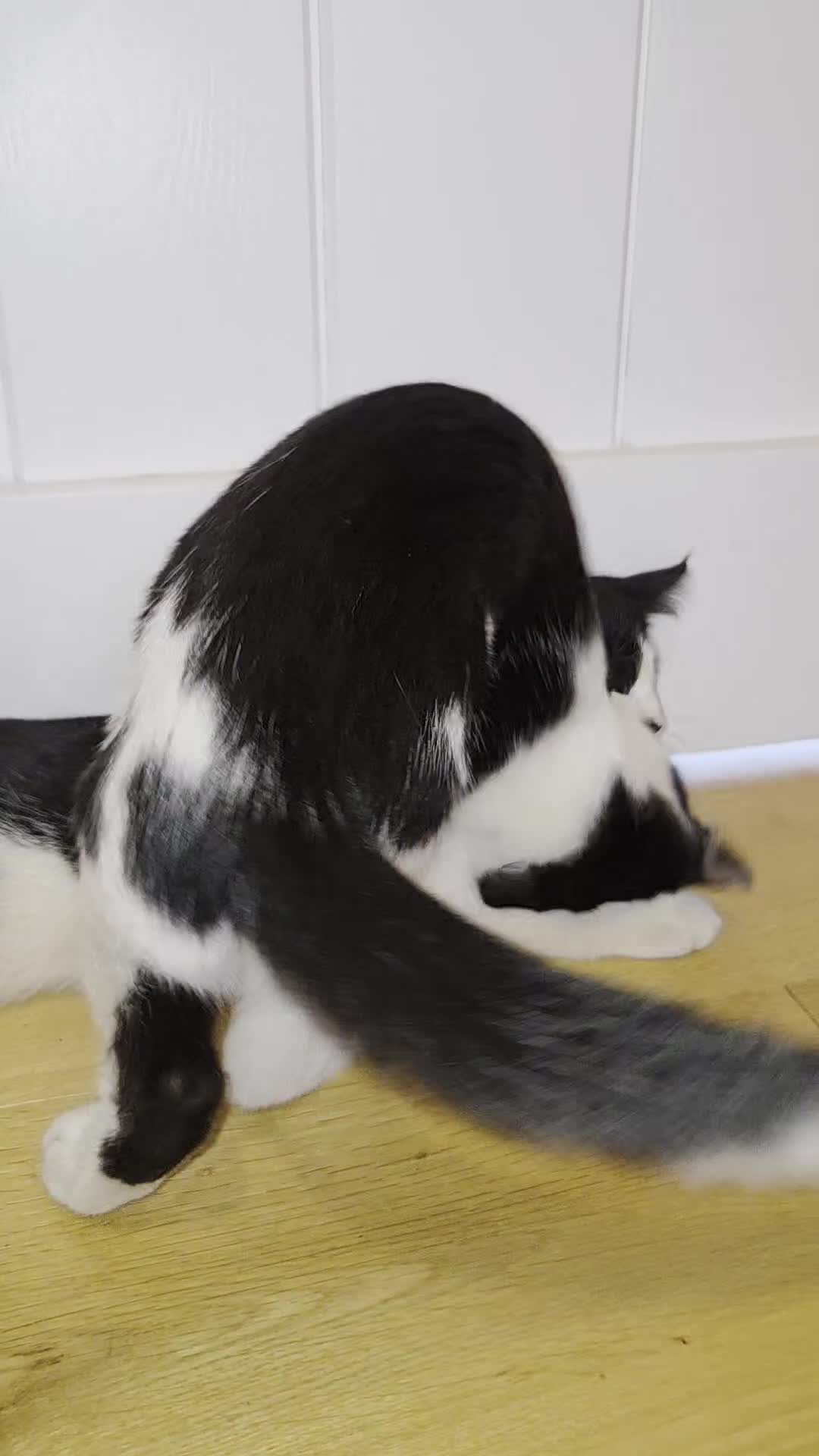 Domestic Shorthair cats for sale: Dynamic Duo Looking for an Outdoor Adventure! in Hook - Video 3