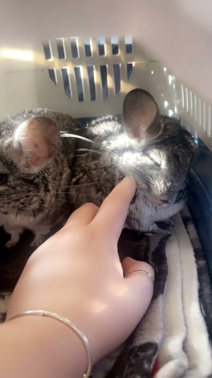 Chinchilla rodents for sale: 2 chinchillas  in Wadebridge - Video 1