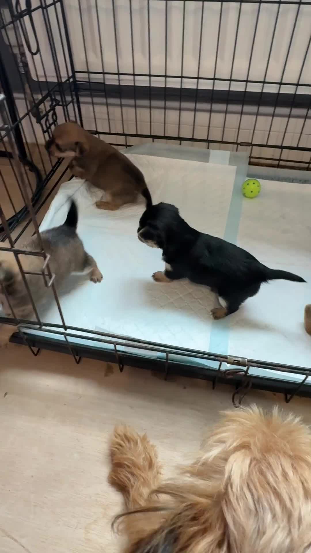 Chorkie dogs for sale: Chorkie puppies for sale  - Video 1
