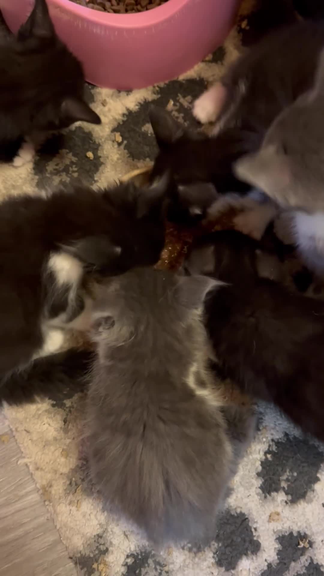 Maine Coon cats for sale: Maine Coon Crosses - Video 3