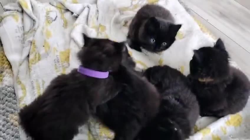 Mixed Breed cats for sale: 5 fluffy black kittens with hints of grey - Video 1