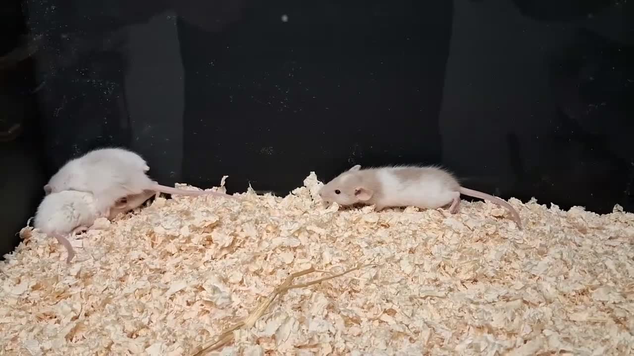 Rat rodents for sale: Baby Dumbo Rat's, various types  - Video 5