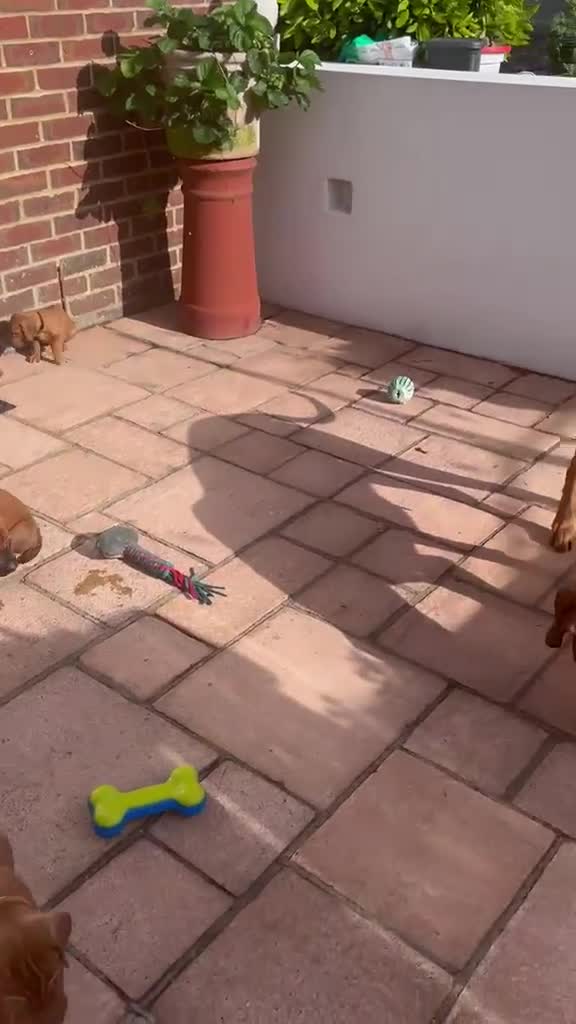 Rhodesian Ridgeback dogs for sale: KC Registered RR Ready for forever Homes 1st July - Video 2