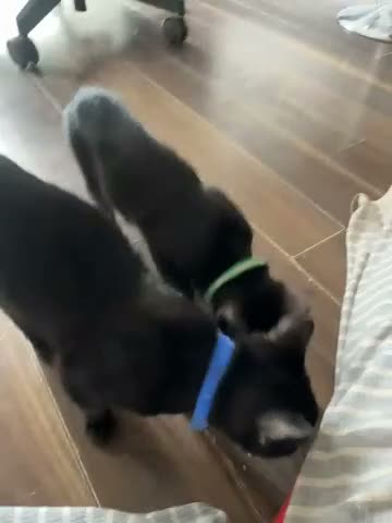 British Shorthair cats for sale: lovely kittens ready to go to their new home in Peterborough - Video 1