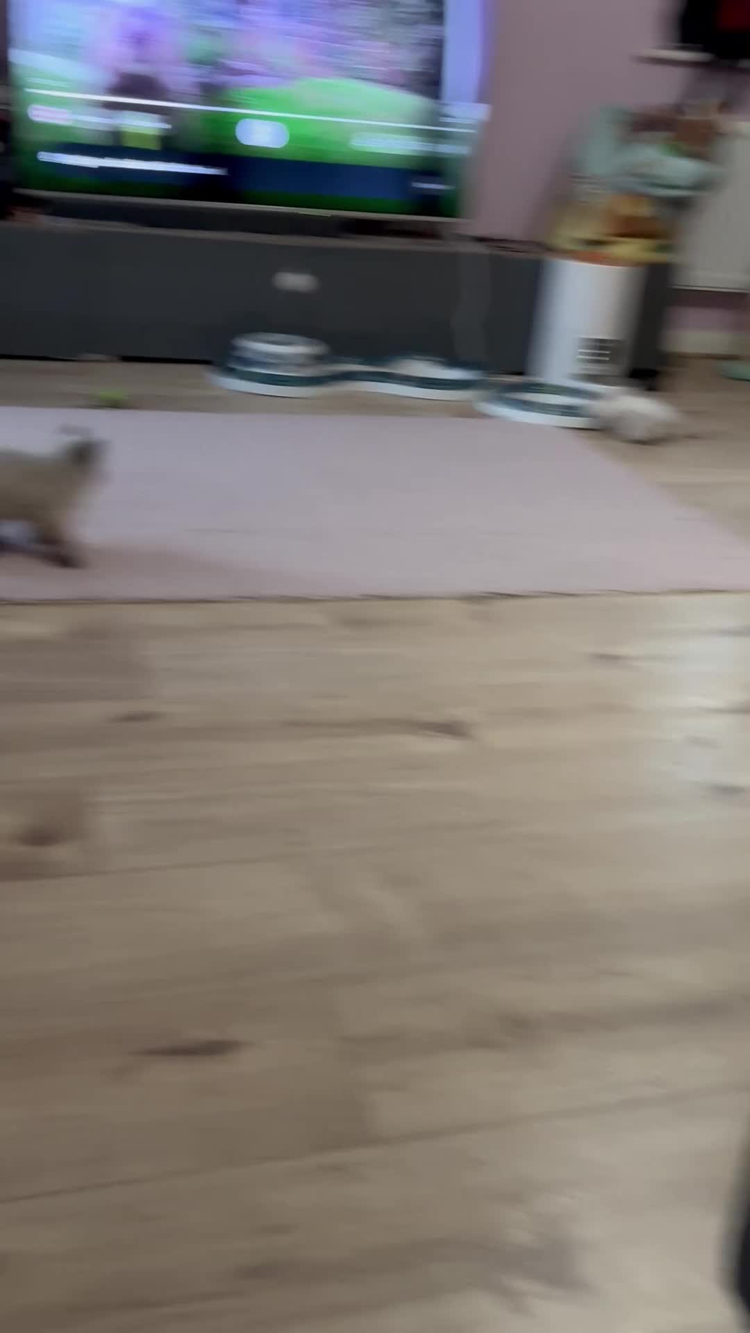 Ragdoll cats for sale: 4 adorable Ragdoll kittens  - Video 4