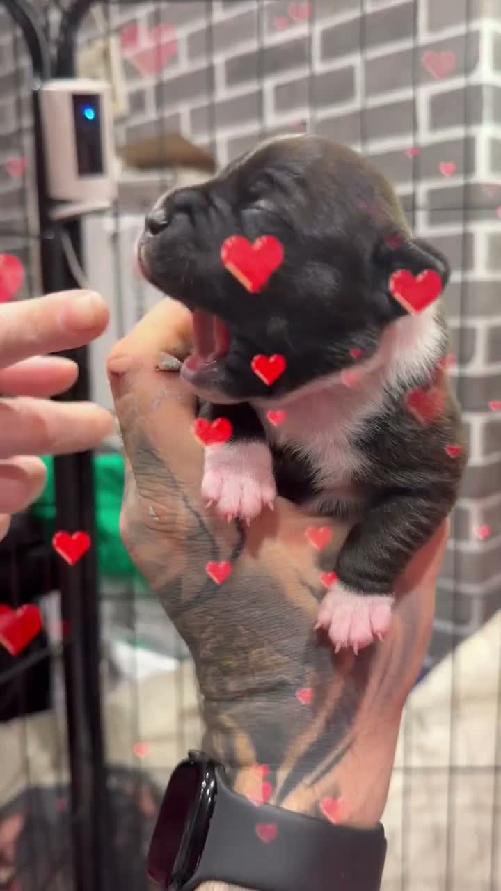 Staffordshire Bull Terrier dogs for sale: chloe x arthur pups - Video 2