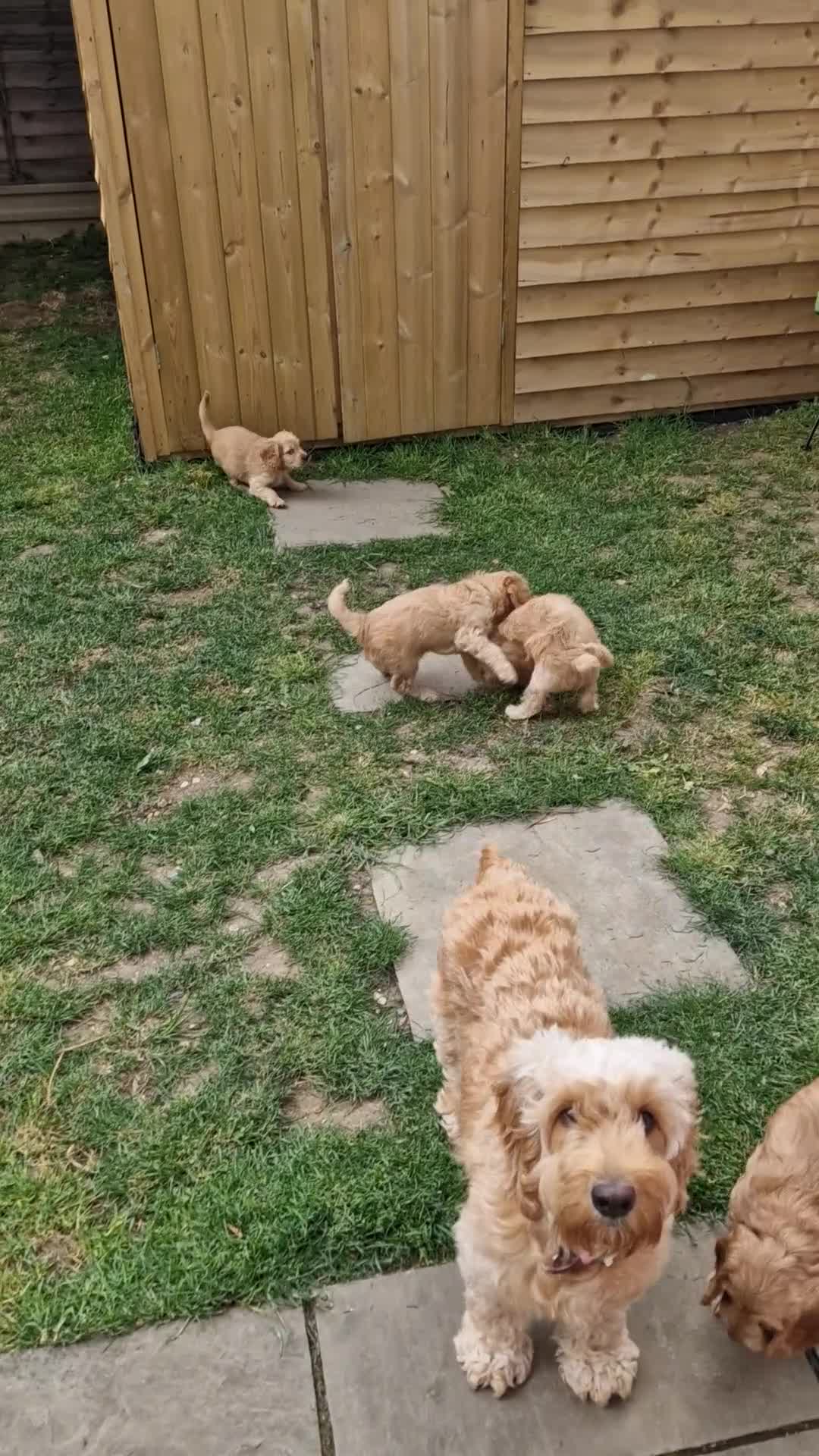 Cockapoo dogs for sale: Last beautiful boy left Gorgeous Golden Cockerpoo - Video 1
