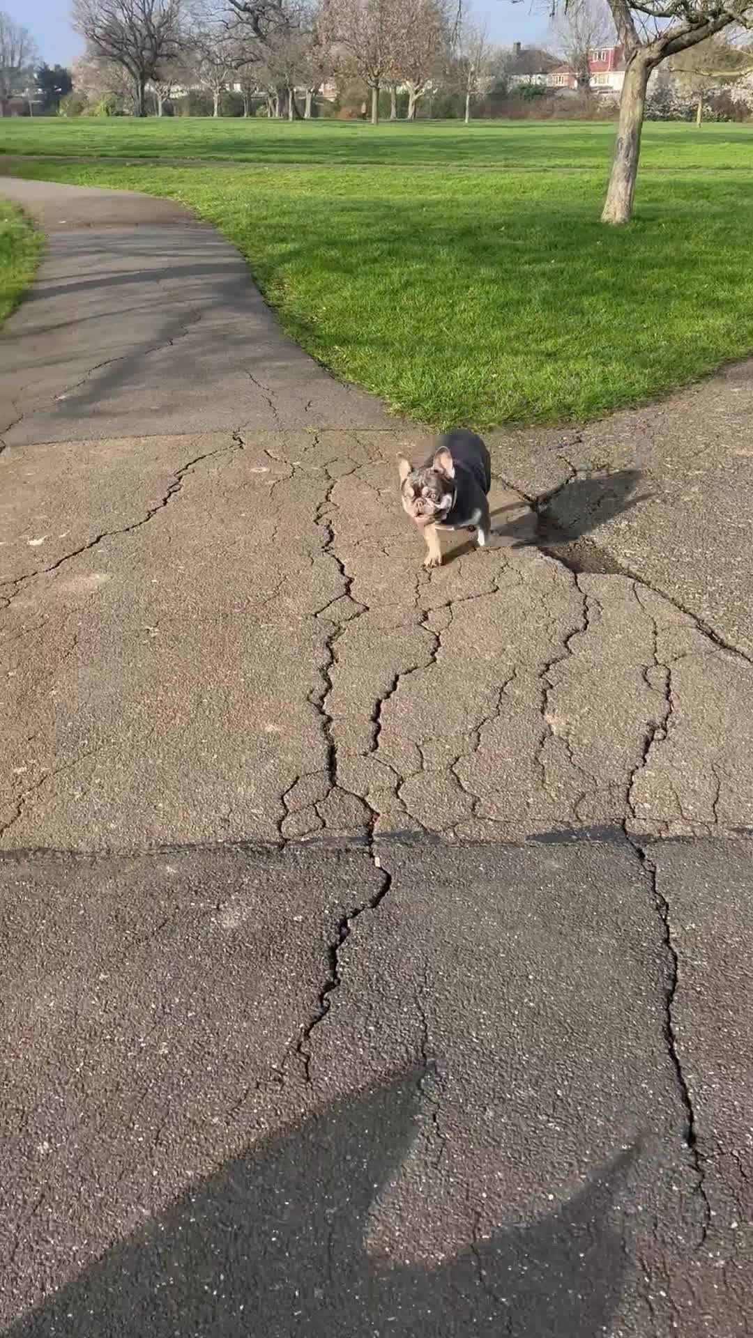 French Bulldog dogs for sale: French Queen - Video 1