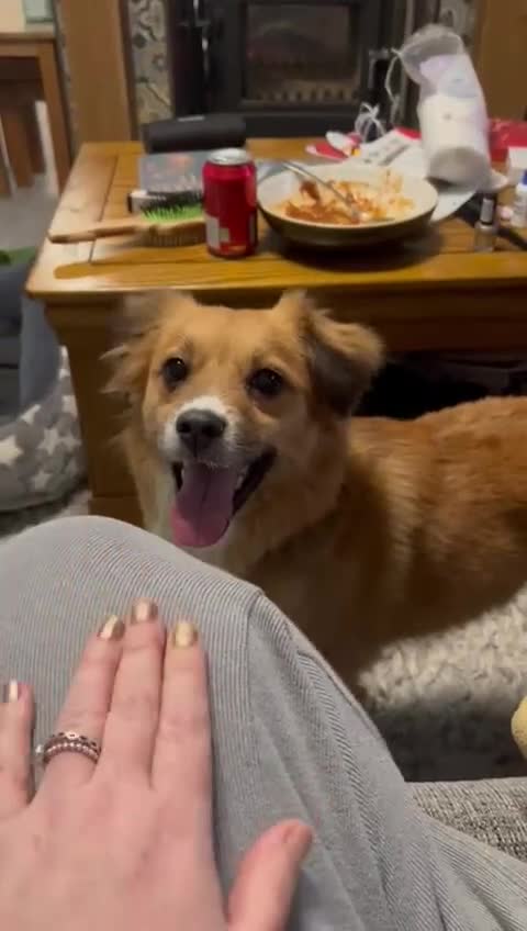 Mixed Breed dogs for adoption: Meet REMI - a Lovely Boy for a Loving Home - Video 3