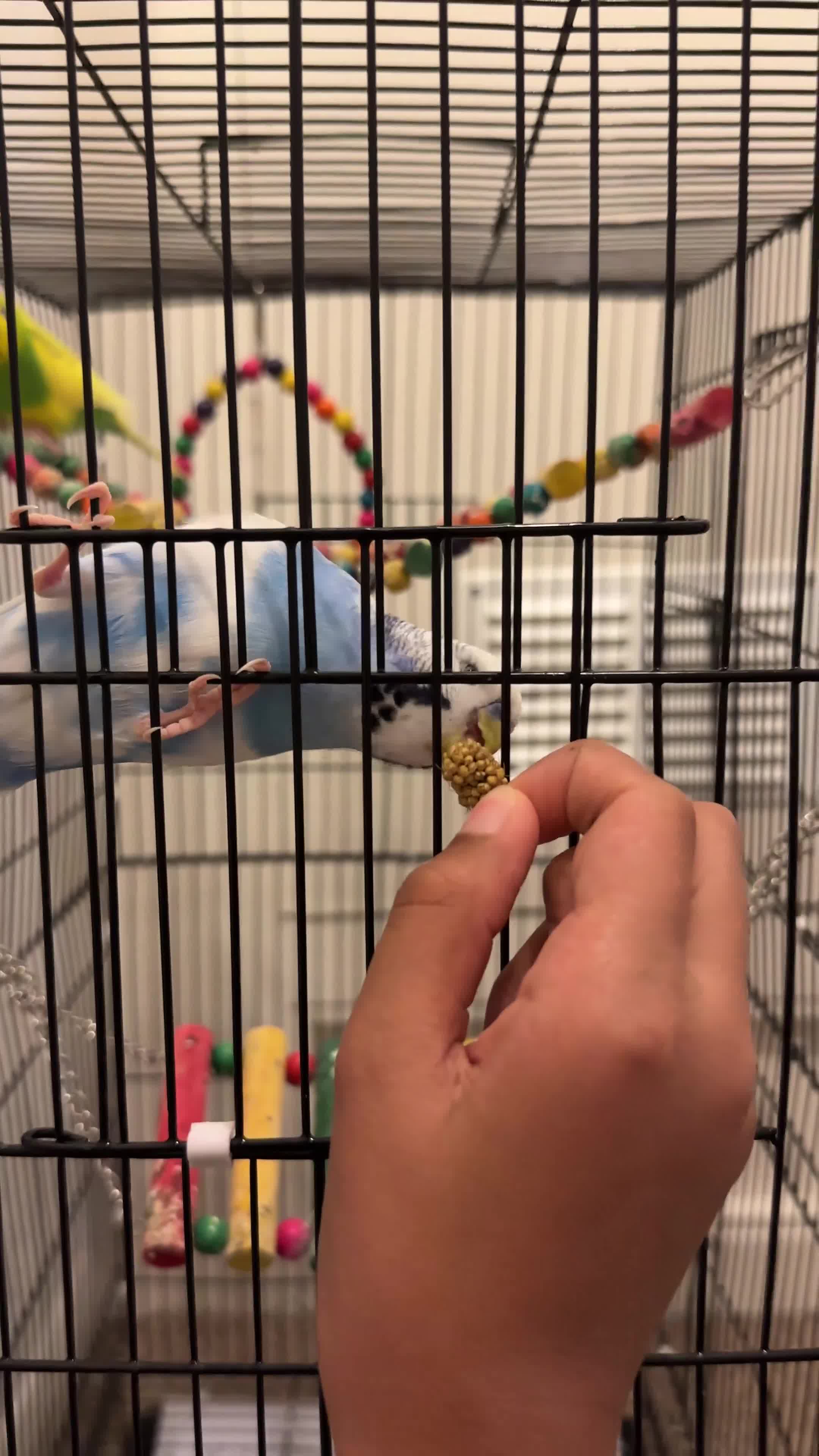 Budgerigars birds for sale: 2 budgies 1 male 1 female - Video 1