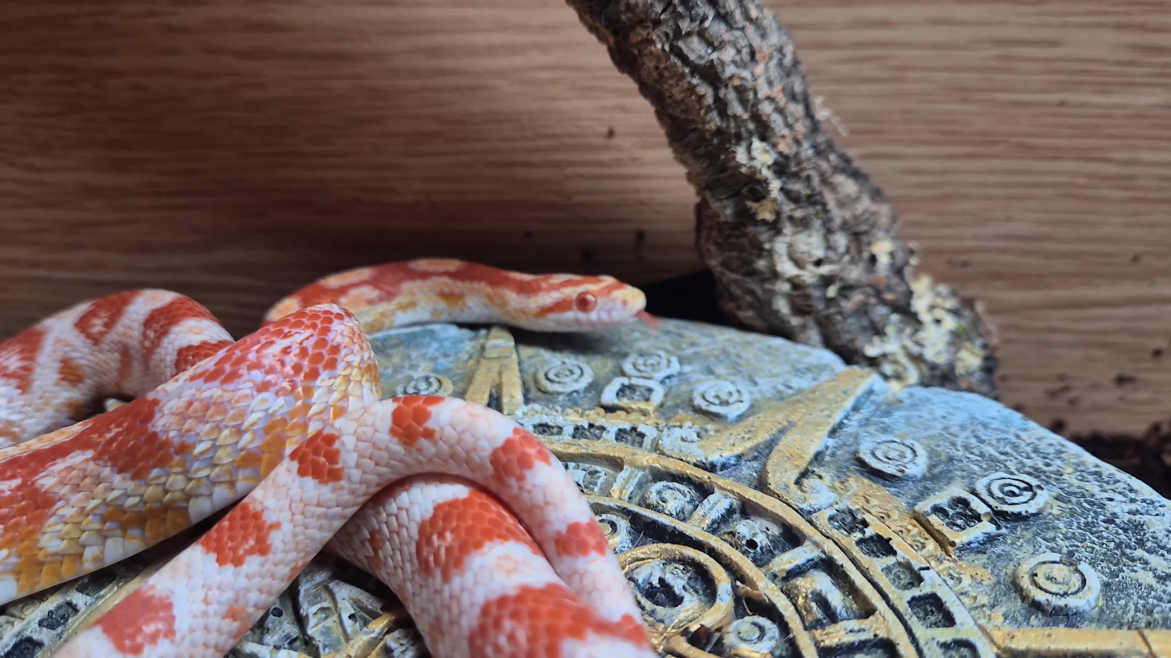 Corn Snake reptiles for sale: Female cornsnake  - Video 1