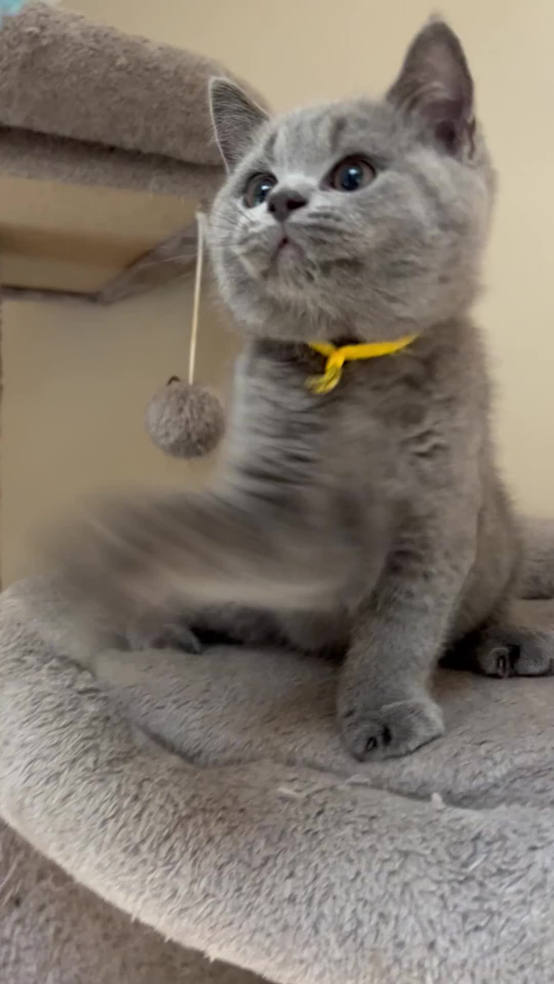 British Shorthair cats for sale: GCCF registered British Shorthairs READY MID SEPT in Salisbury - Video 1